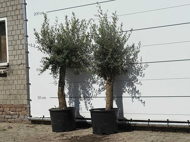 2x olijfboom florida - olea europaea - ca. 25 jaar oud - hoogte ca. 180 cm - afbeelding 1 van  1