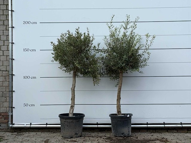 2x olijfboom florida - olea europaea - ca. 25 jaar oud - hoogte ca. 180 cm - afbeelding 1 van  3