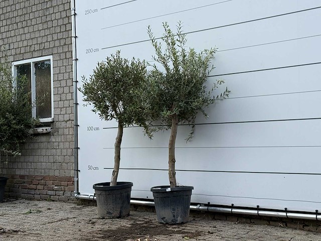 2x olijfboom florida - olea europaea - ca. 25 jaar oud - hoogte ca. 180 cm - afbeelding 2 van  3