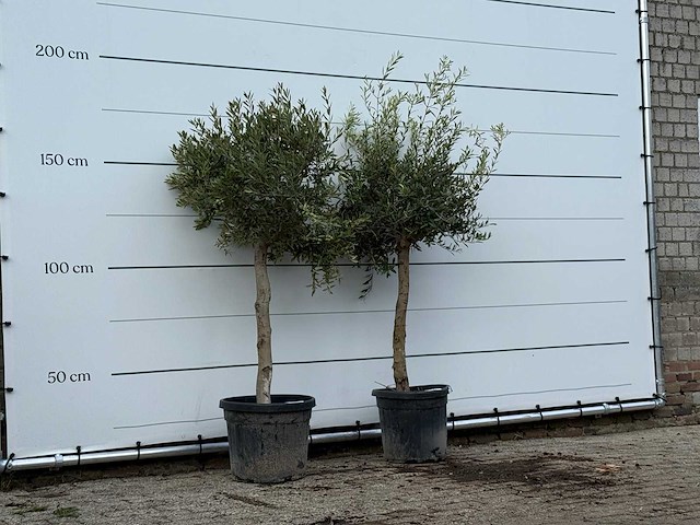 2x olijfboom florida - olea europaea - ca. 25 jaar oud - hoogte ca. 180 cm - afbeelding 3 van  3