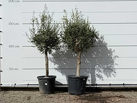 2x olijfboom florida - olea europaea - ca. 25 jaar oud - hoogte ca. 180 cm - afbeelding 1 van  4