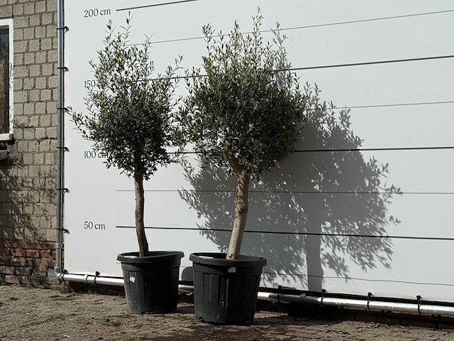 2x olijfboom florida - olea europaea - ca. 25 jaar oud - hoogte ca. 180 cm - afbeelding 2 van  4
