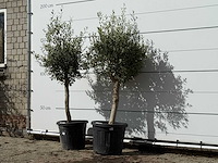 2x olijfboom florida - olea europaea - ca. 25 jaar oud - hoogte ca. 180 cm - afbeelding 2 van  4