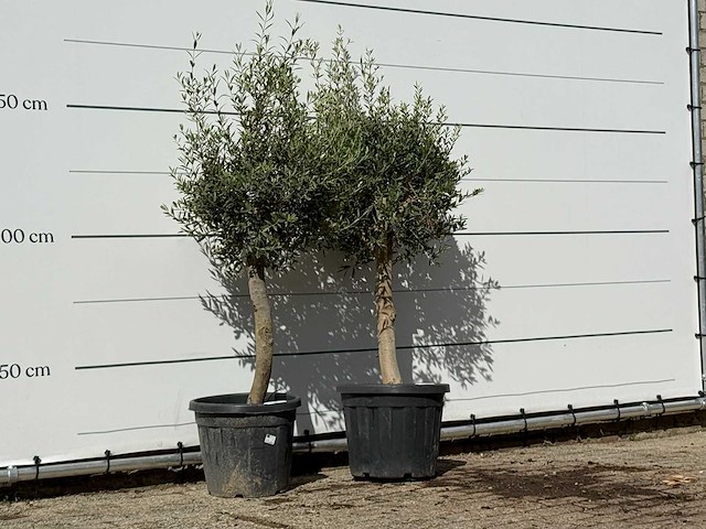 2x olijfboom florida - olea europaea - ca. 25 jaar oud - hoogte ca. 180 cm - afbeelding 3 van  4