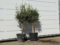 2x olijfboom florida - olea europaea - ca. 25 jaar oud - hoogte ca. 180 cm - afbeelding 3 van  4