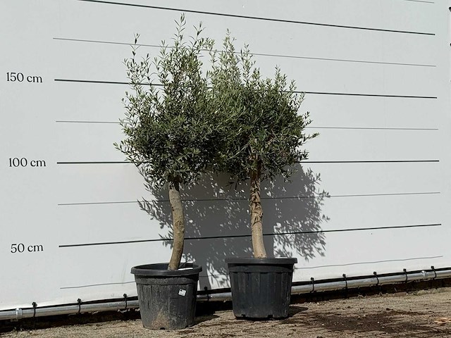 2x olijfboom florida - olea europaea - ca. 25 jaar oud - hoogte ca. 180 cm - afbeelding 4 van  4