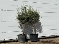 2x olijfboom florida - olea europaea - ca. 25 jaar oud - hoogte ca. 180 cm - afbeelding 4 van  4