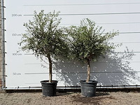 2x olijfboom florida - olea europaea - ca. 25 jaar oud - hoogte ca. 180 cm - afbeelding 1 van  3