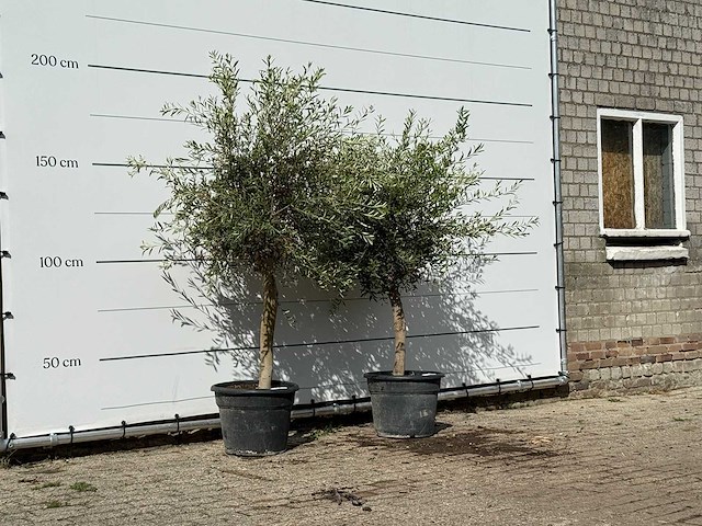 2x olijfboom florida - olea europaea - ca. 25 jaar oud - hoogte ca. 180 cm - afbeelding 2 van  3