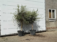2x olijfboom florida - olea europaea - ca. 25 jaar oud - hoogte ca. 180 cm - afbeelding 2 van  3