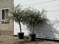 2x olijfboom florida - olea europaea - ca. 25 jaar oud - hoogte ca. 180 cm - afbeelding 3 van  3