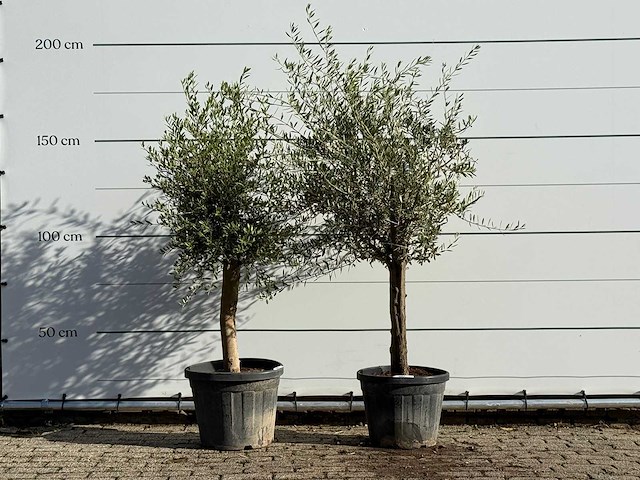 2x olijfboom florida - olea europaea - ca. 25 jaar oud - hoogte ca. 180 cm - afbeelding 1 van  3