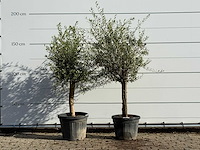 2x olijfboom florida - olea europaea - ca. 25 jaar oud - hoogte ca. 180 cm - afbeelding 1 van  3