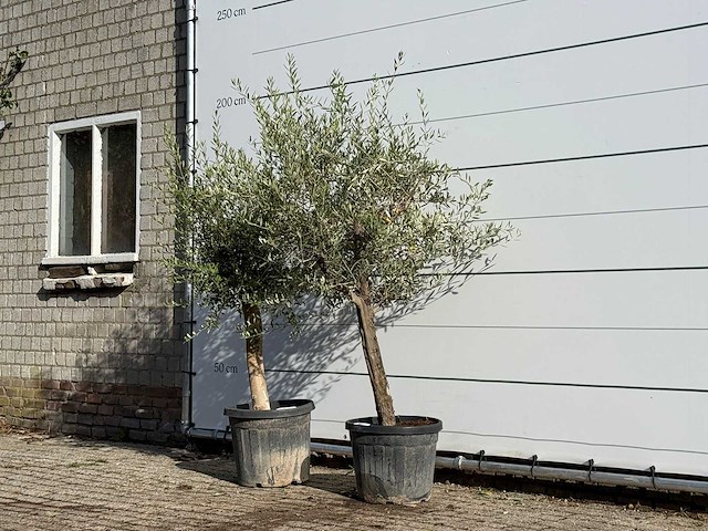 2x olijfboom florida - olea europaea - ca. 25 jaar oud - hoogte ca. 180 cm - afbeelding 2 van  3