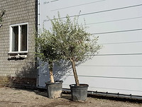 2x olijfboom florida - olea europaea - ca. 25 jaar oud - hoogte ca. 180 cm - afbeelding 2 van  3
