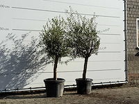 2x olijfboom florida - olea europaea - ca. 25 jaar oud - hoogte ca. 180 cm - afbeelding 3 van  3