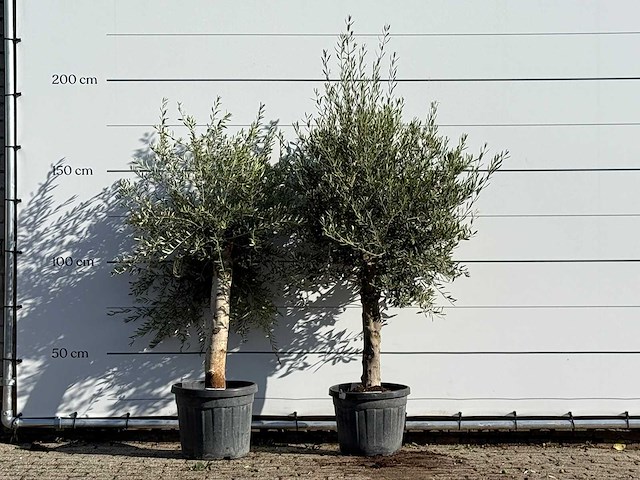 2x olijfboom florida - olea europaea - ca. 25 jaar oud - hoogte ca. 180 cm - afbeelding 1 van  3
