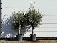 2x olijfboom florida - olea europaea - ca. 25 jaar oud - hoogte ca. 180 cm - afbeelding 1 van  3