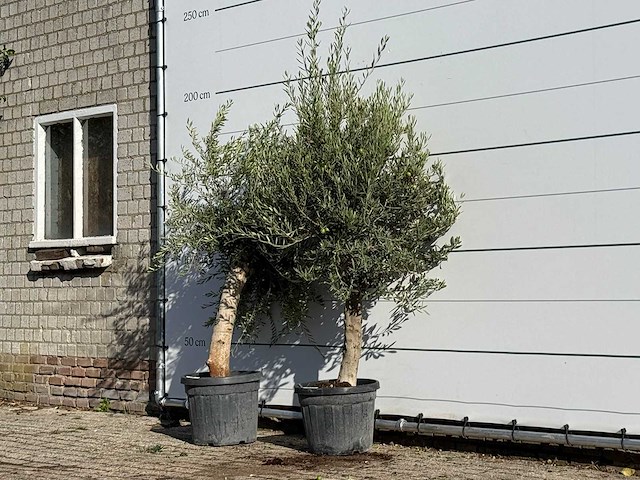 2x olijfboom florida - olea europaea - ca. 25 jaar oud - hoogte ca. 180 cm - afbeelding 2 van  3