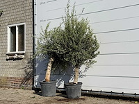 2x olijfboom florida - olea europaea - ca. 25 jaar oud - hoogte ca. 180 cm - afbeelding 2 van  3