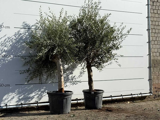2x olijfboom florida - olea europaea - ca. 25 jaar oud - hoogte ca. 180 cm - afbeelding 3 van  3