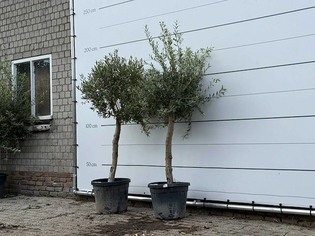 2x olijfboom florida - olea europaea - ca. 25 jaar oud - hoogte ca. 180 cm - afbeelding 2 van  3