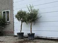2x olijfboom florida - olea europaea - ca. 25 jaar oud - hoogte ca. 180 cm - afbeelding 2 van  3