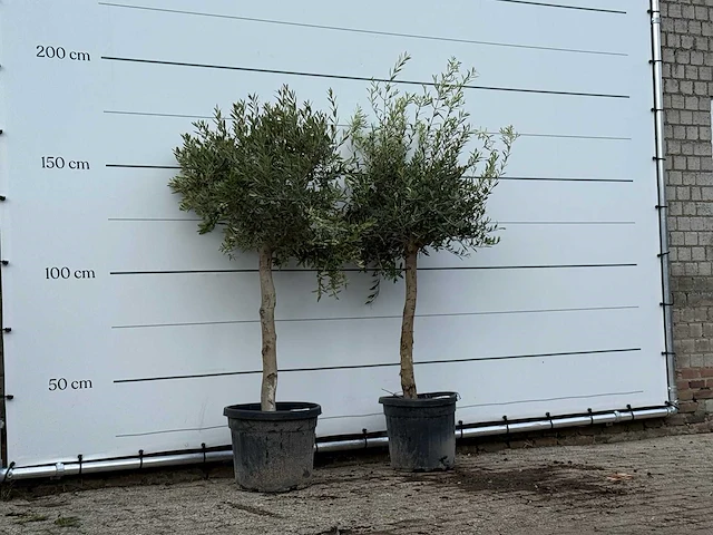 2x olijfboom florida - olea europaea - ca. 25 jaar oud - hoogte ca. 180 cm - afbeelding 3 van  3