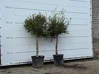 2x olijfboom florida - olea europaea - ca. 25 jaar oud - hoogte ca. 180 cm - afbeelding 3 van  3