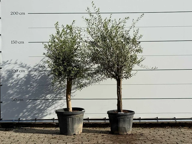 2x olijfboom florida - olea europaea - ca. 25 jaar oud - hoogte ca. 180 cm - afbeelding 1 van  3