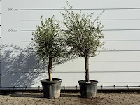 2x olijfboom florida - olea europaea - ca. 25 jaar oud - hoogte ca. 180 cm