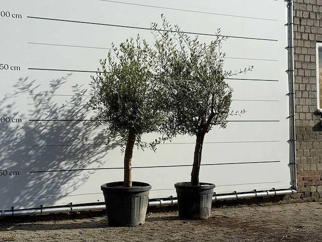 2x olijfboom florida - olea europaea - ca. 25 jaar oud - hoogte ca. 180 cm - afbeelding 3 van  3