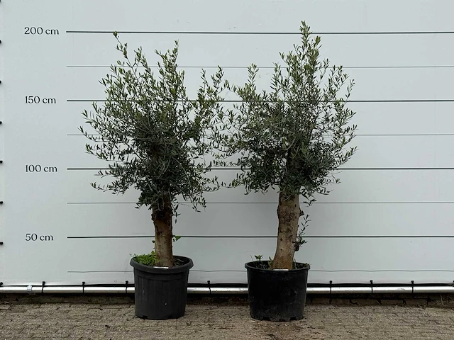 2x olijfboom florida - olea europaea - ca. 25 jaar oud - hoogte ca. 180 cm - afbeelding 1 van  3