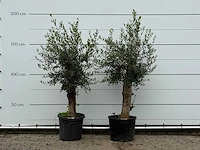 2x olijfboom florida - olea europaea - ca. 25 jaar oud - hoogte ca. 180 cm