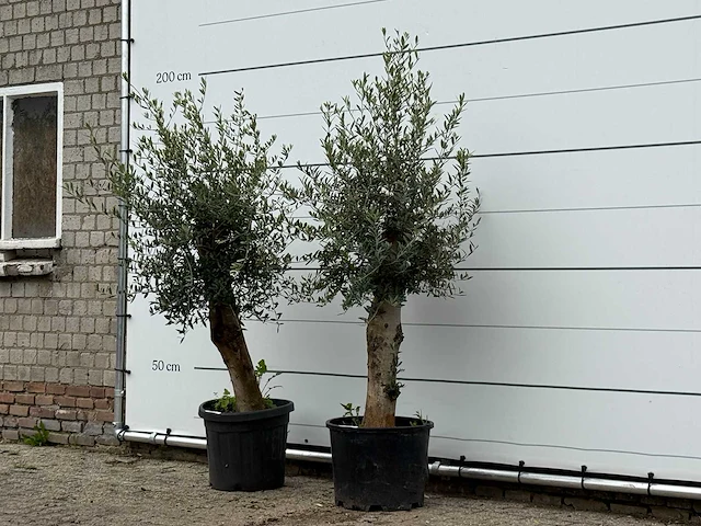 2x olijfboom florida - olea europaea - ca. 25 jaar oud - hoogte ca. 180 cm - afbeelding 2 van  3