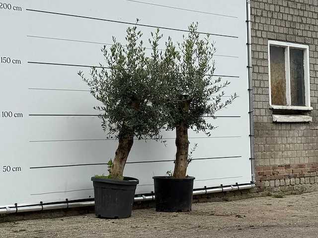 2x olijfboom florida - olea europaea - ca. 25 jaar oud - hoogte ca. 180 cm - afbeelding 3 van  3
