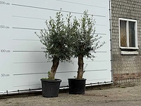2x olijfboom florida - olea europaea - ca. 25 jaar oud - hoogte ca. 180 cm - afbeelding 3 van  3