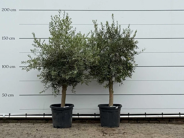 2x olijfboom florida - olea europaea - ca. 25 jaar oud - hoogte ca. 180 cm - afbeelding 1 van  3