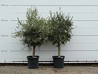 2x olijfboom florida - olea europaea - ca. 25 jaar oud - hoogte ca. 180 cm