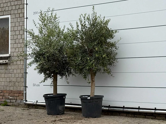 2x olijfboom florida - olea europaea - ca. 25 jaar oud - hoogte ca. 180 cm - afbeelding 2 van  3