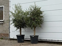 2x olijfboom florida - olea europaea - ca. 25 jaar oud - hoogte ca. 180 cm - afbeelding 2 van  3