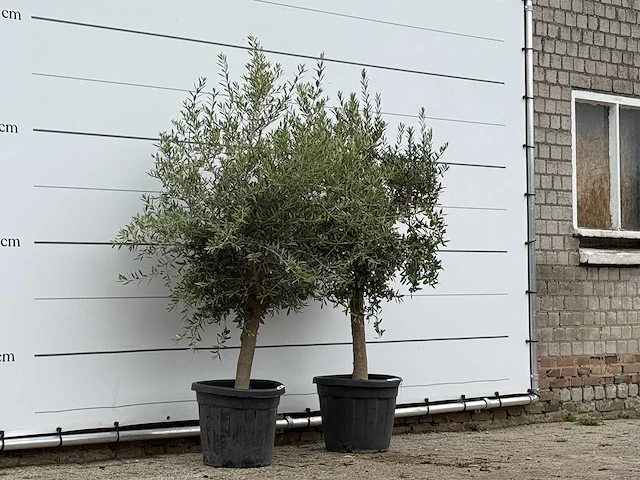 2x olijfboom florida - olea europaea - ca. 25 jaar oud - hoogte ca. 180 cm - afbeelding 3 van  3