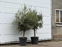 2x olijfboom florida - olea europaea - ca. 25 jaar oud - hoogte ca. 180 cm - afbeelding 3 van  3