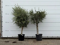 2x olijfboom florida - olea europaea - ca. 25 jaar oud - hoogte ca. 180 cm