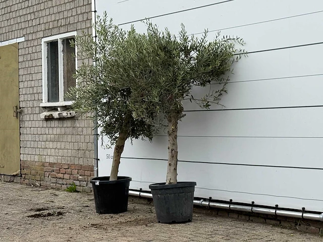 2x olijfboom florida - olea europaea - ca. 25 jaar oud - hoogte ca. 180 cm - afbeelding 2 van  3