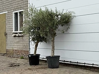 2x olijfboom florida - olea europaea - ca. 25 jaar oud - hoogte ca. 180 cm - afbeelding 2 van  3