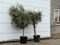 2x olijfboom florida - olea europaea - ca. 25 jaar oud - hoogte ca. 180 cm - afbeelding 3 van  3
