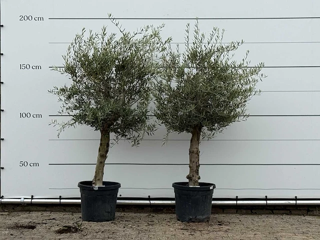 2x olijfboom florida - olea europaea - ca. 25 jaar oud - hoogte ca. 180 cm - afbeelding 1 van  3