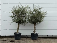 2x olijfboom florida - olea europaea - ca. 25 jaar oud - hoogte ca. 180 cm