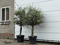 2x olijfboom florida - olea europaea - ca. 25 jaar oud - hoogte ca. 180 cm - afbeelding 2 van  3